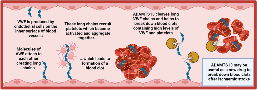 An illustration showing how blood clots form, and how ADAMTS13 could break them down.