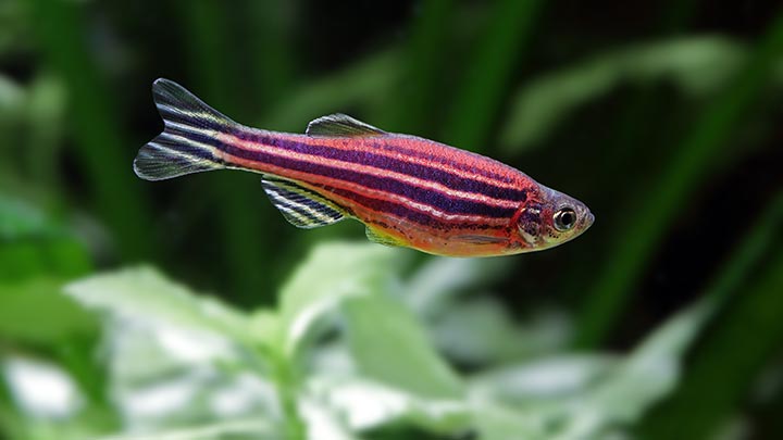 Zebrafish in a tank.